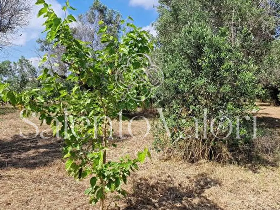 Immagine 26 di Terreno in vendita  in Contrada Tuli-Jala a Parabita