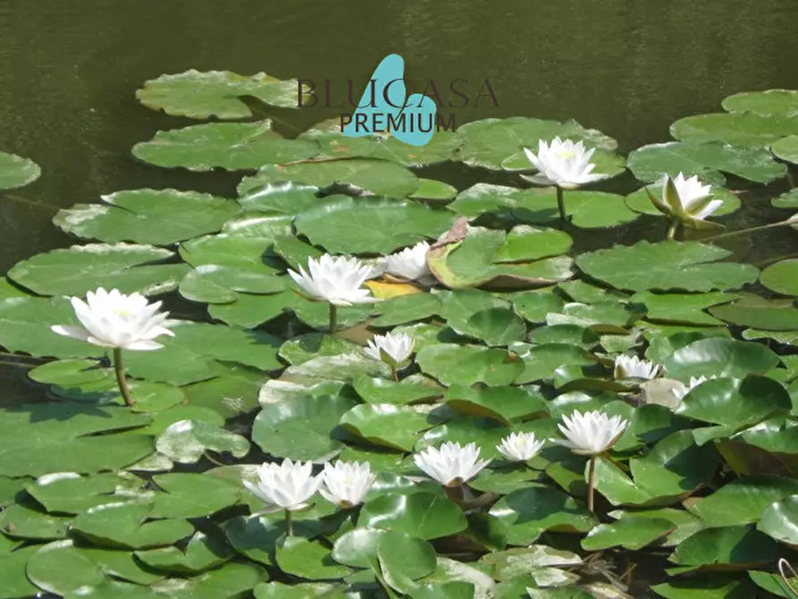 Immagine 4 di Terreno in vendita  in COLLINE Castrocaro Terme a Castrocaro Terme E Terra Del Sole