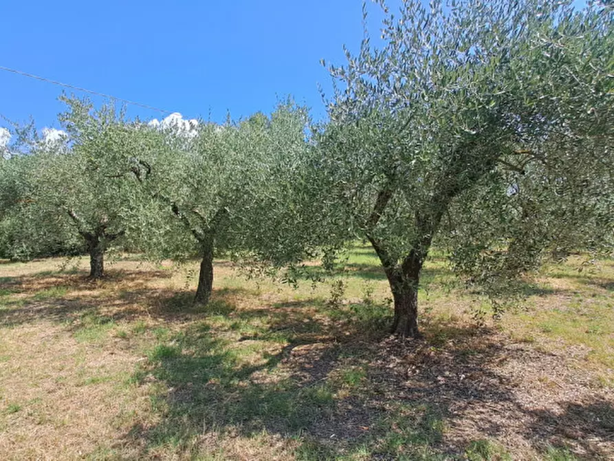Immagine 3 di Terreno in vendita  a Passignano Sul Trasimeno