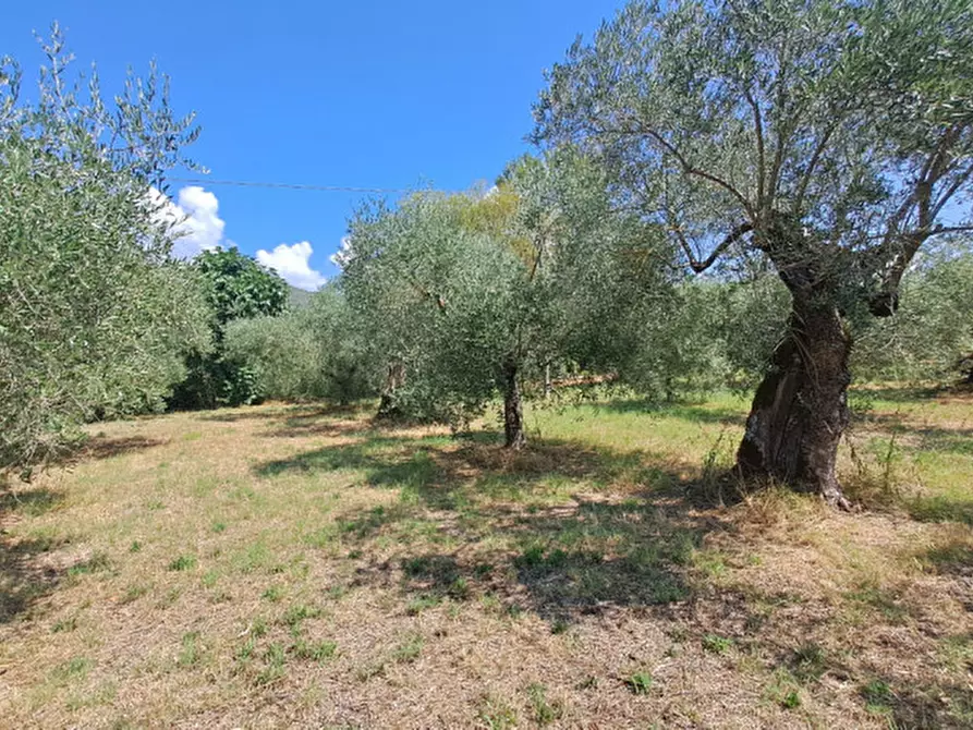 Immagine 4 di Terreno in vendita  a Passignano Sul Trasimeno