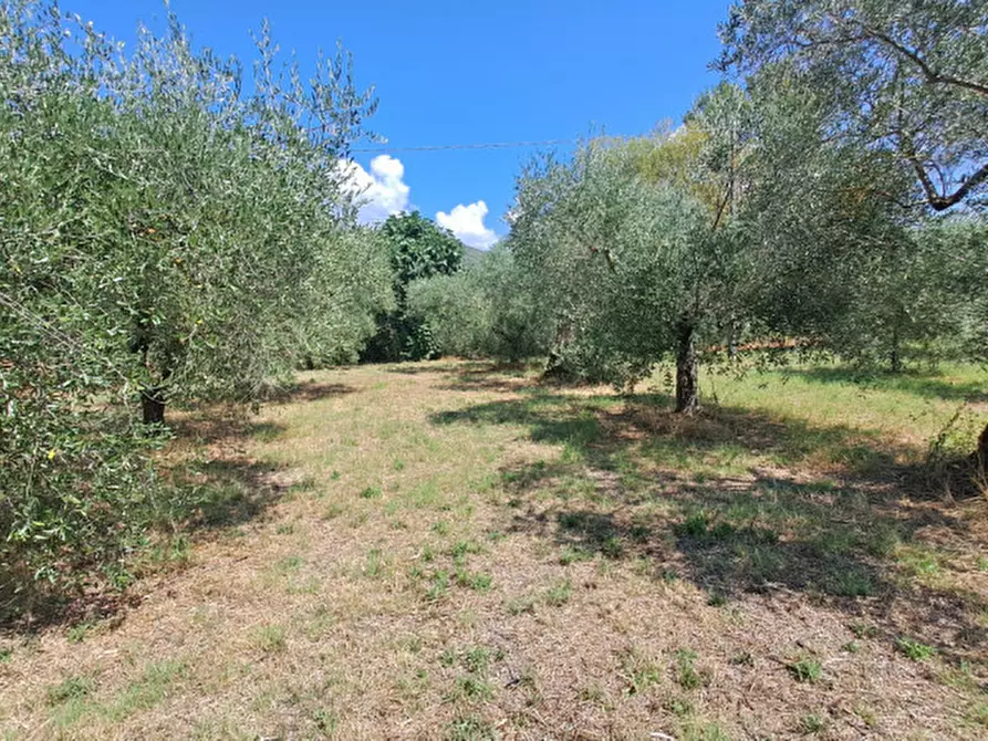Immagine 5 di Terreno in vendita  a Passignano Sul Trasimeno