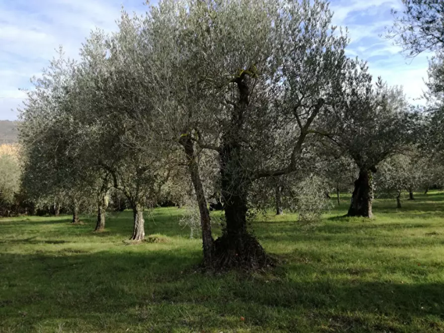 Immagine 6 di Terreno in vendita  a Passignano Sul Trasimeno