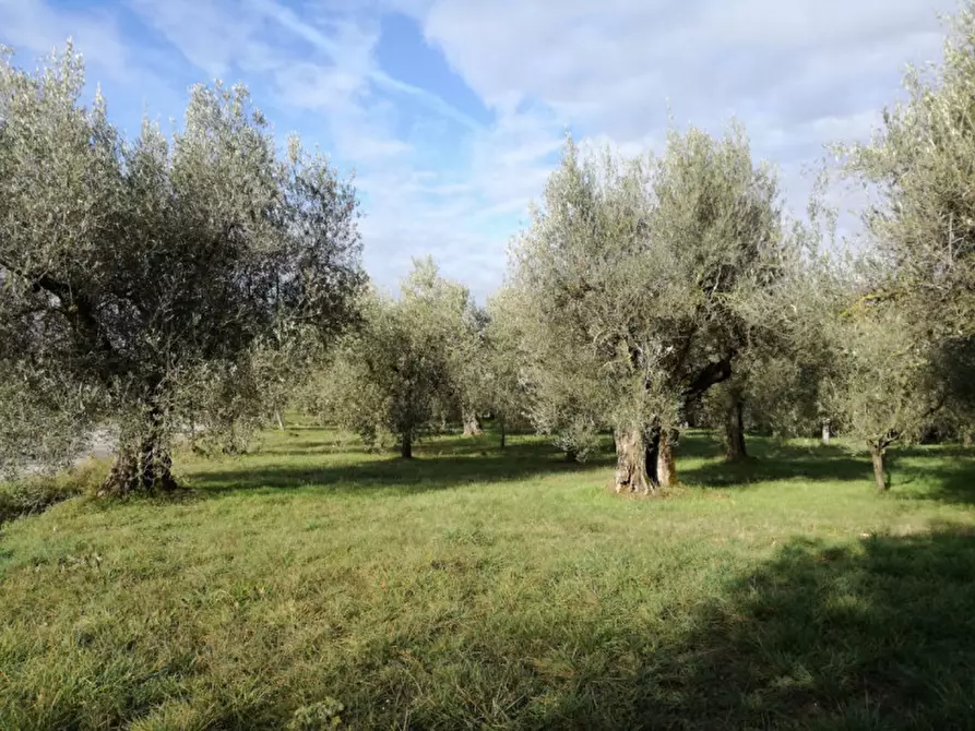 Immagine 7 di Terreno in vendita  a Passignano Sul Trasimeno