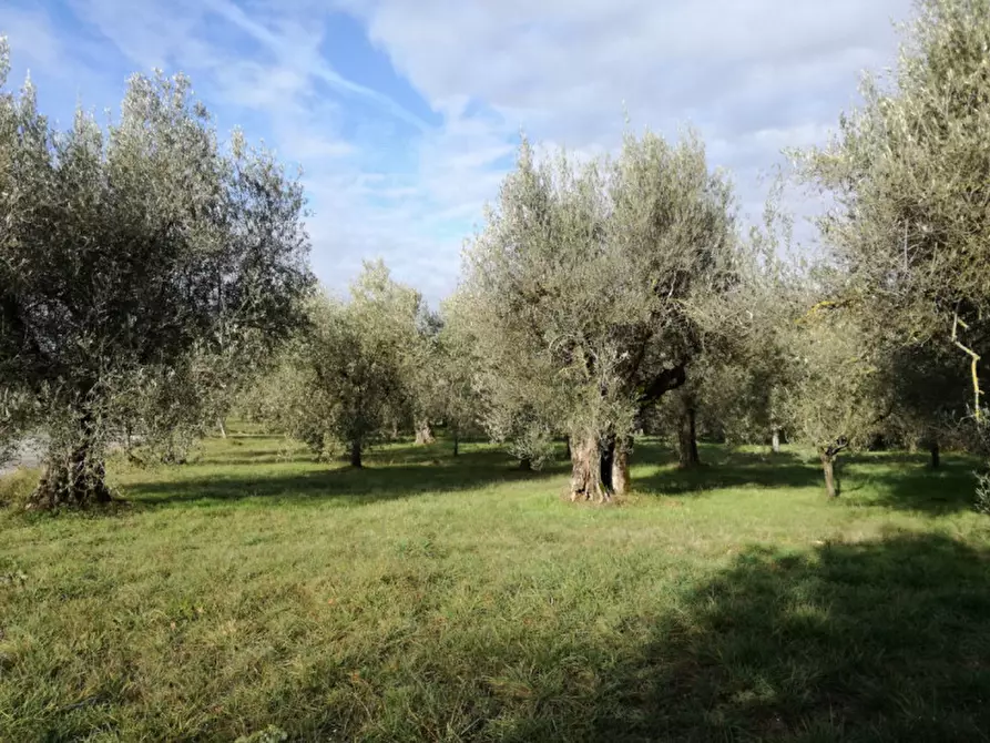 Immagine 8 di Terreno in vendita  a Passignano Sul Trasimeno