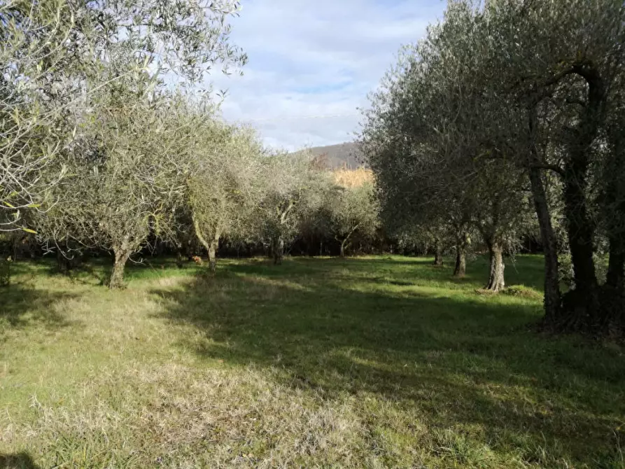 Immagine 9 di Terreno in vendita  a Passignano Sul Trasimeno