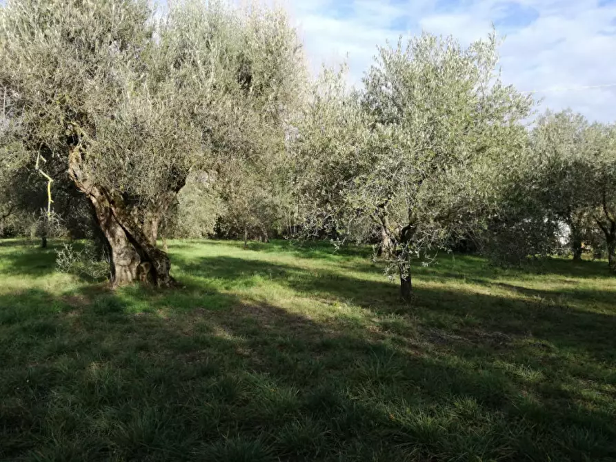 Immagine 10 di Terreno in vendita  a Passignano Sul Trasimeno