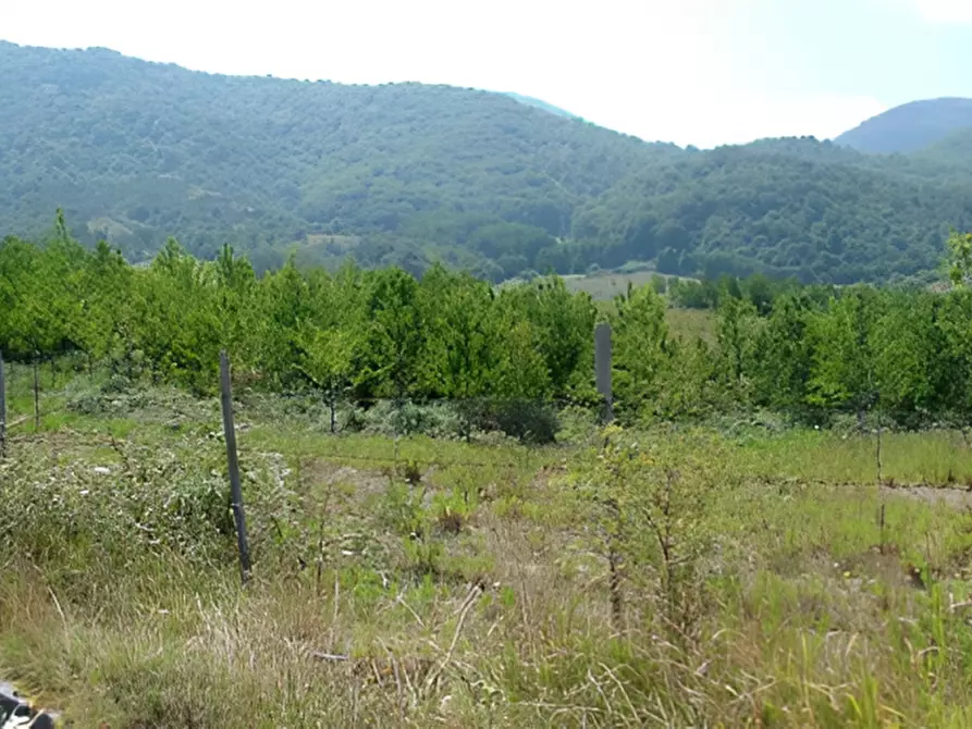 Immagine 9 di Terreno in vendita  in località Scorpari a Orsomarso