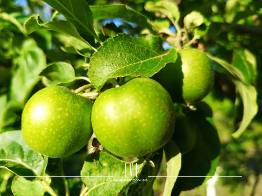 Immagine 19 di Casa indipendente in vendita  in Via Piave Nuovo 47 a Jesolo
