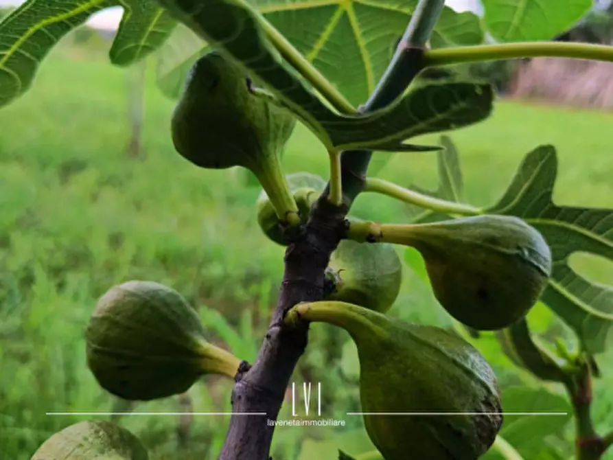 Immagine 20 di Casa indipendente in vendita  in Via Piave Nuovo 47 a Jesolo
