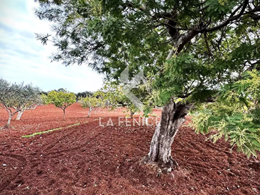 Immagine 20 di Rustico / casale in vendita  in strada votano a Martina Franca