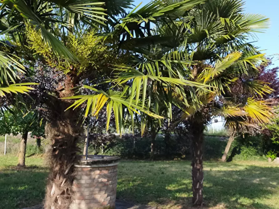 Immagine 6 di Terreno in vendita  a Correzzola