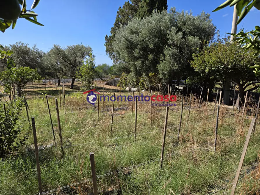 Immagine 20 di Villa in vendita  in palizzi marina a Palizzi