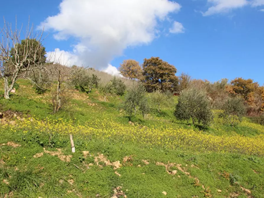 Immagine 30 di Casa indipendente in vendita  in Località Buceci a Piana Degli Albanesi