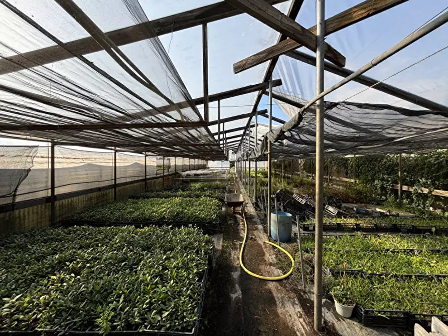 Immagine 4 di Terreno in vendita  in VIA PASTRENGO a Boscotrecase