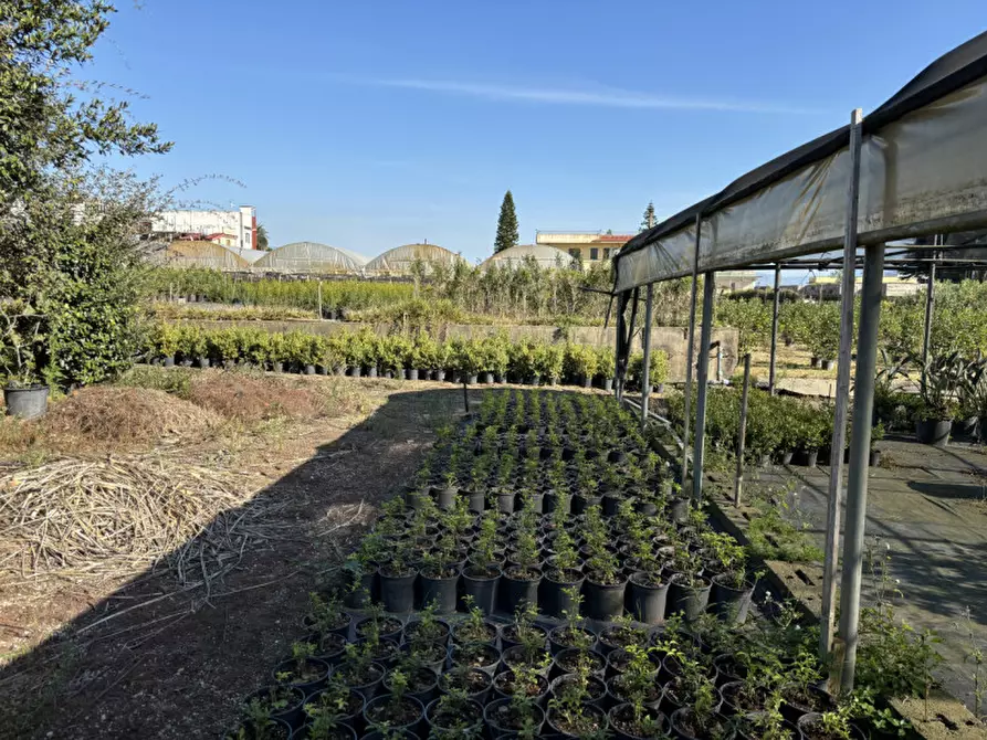 Immagine 13 di Terreno in vendita  in VIA PASTRENGO a Boscotrecase