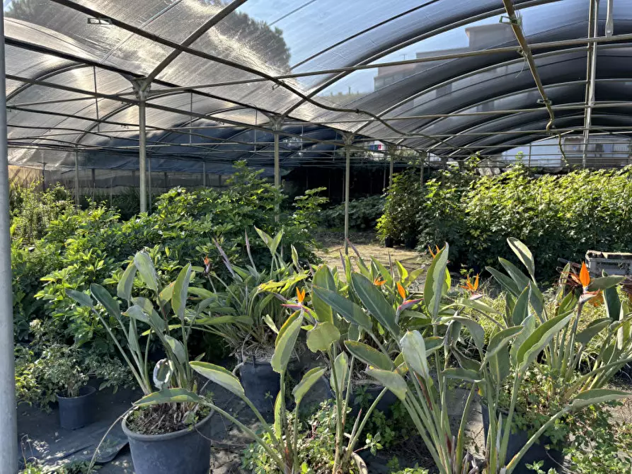 Immagine 17 di Terreno in vendita  in VIA PASTRENGO a Boscotrecase