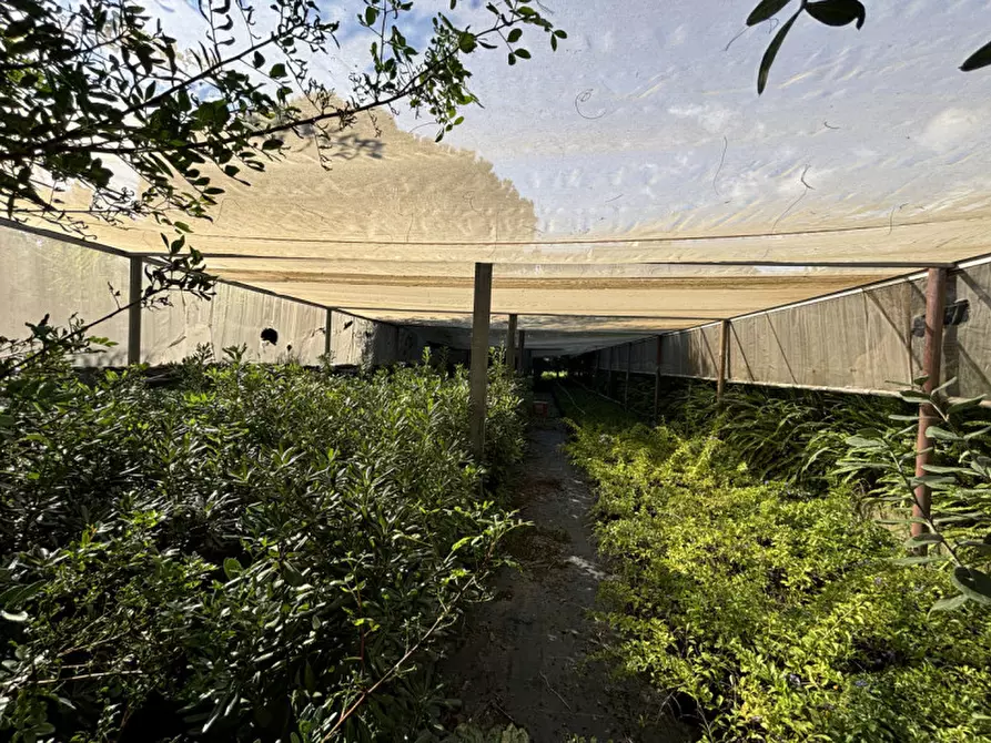 Immagine 21 di Terreno in vendita  in VIA PASTRENGO a Boscotrecase