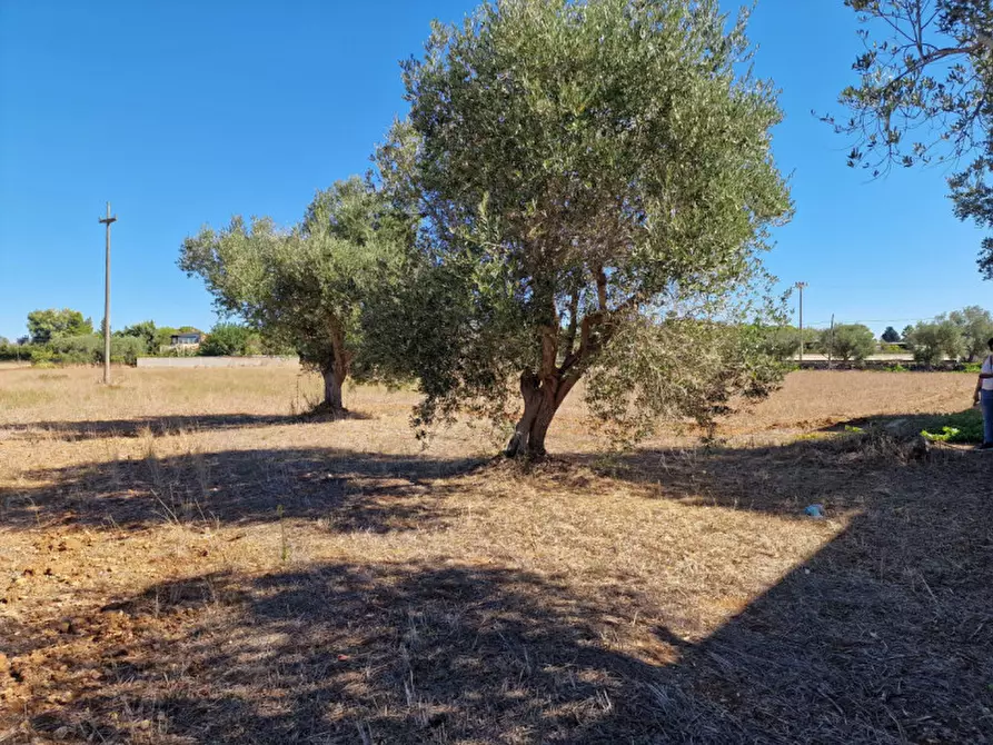 Immagine 33 di Villa in vendita  in Contrada Tre Masserie a Cutrofiano