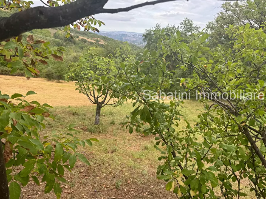 Immagine 5 di Casa indipendente in vendita  in SP81, 65010 Vestea PE a Civitella Casanova