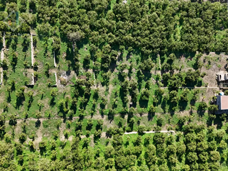 Immagine 3 di Terreno in vendita  in c.da Falco snc a Palagonia
