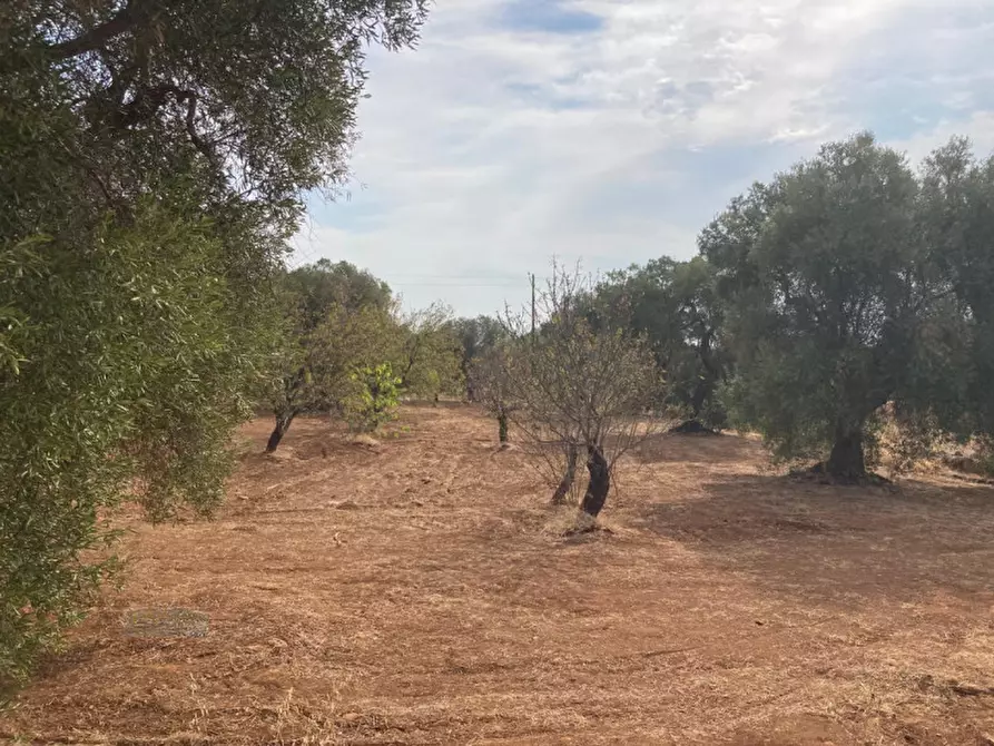 Immagine 8 di Rustico / casale in vendita  in contrada Pane e Passole a Francavilla Fontana