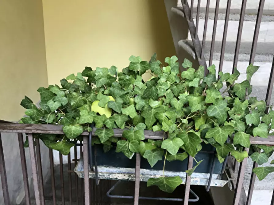 Immagine 6 di Appartamento in vendita  in Corso Manacorda 19 a Casale Monferrato