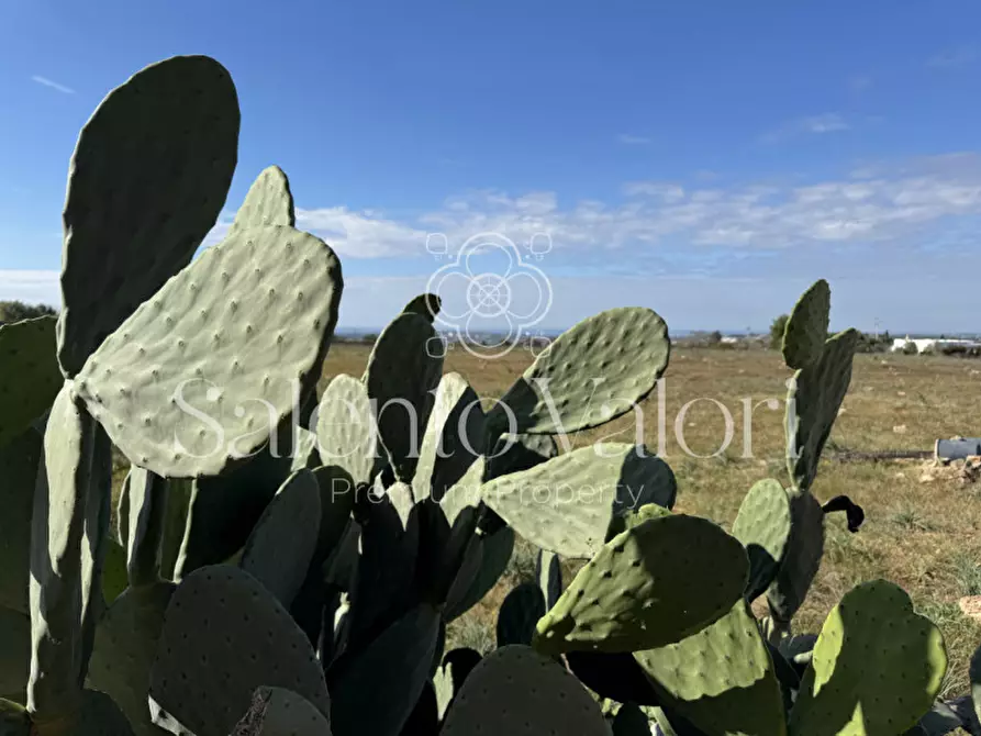 Immagine 9 di Terreno in vendita  in strada vicinale la comune a Parabita