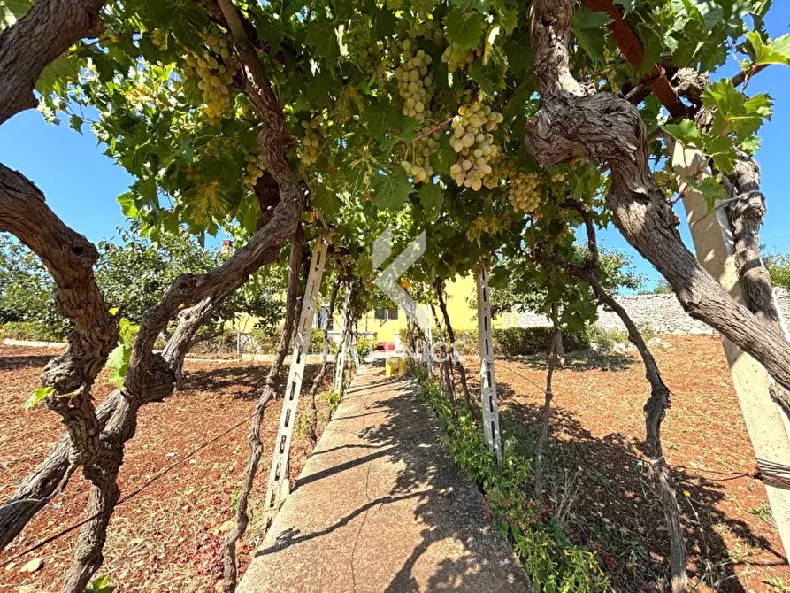 Immagine 7 di Rustico / casale in vendita  in Strada Difesa a Martina Franca
