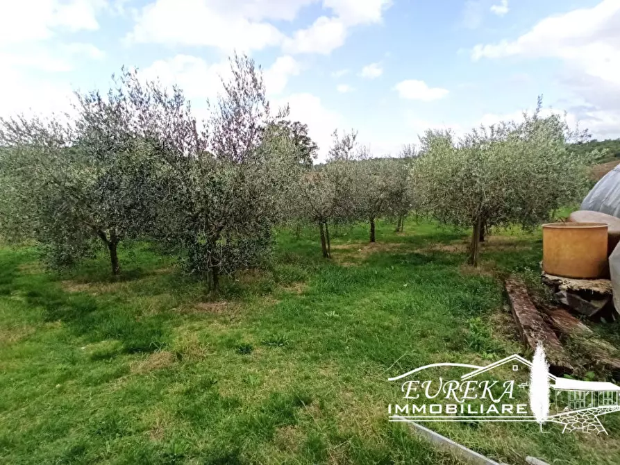 Immagine 3 di Terreno in vendita  a Castiglione Del Lago