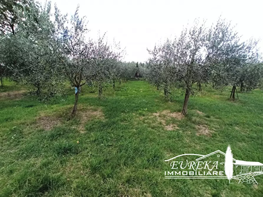 Immagine 6 di Terreno in vendita  a Castiglione Del Lago