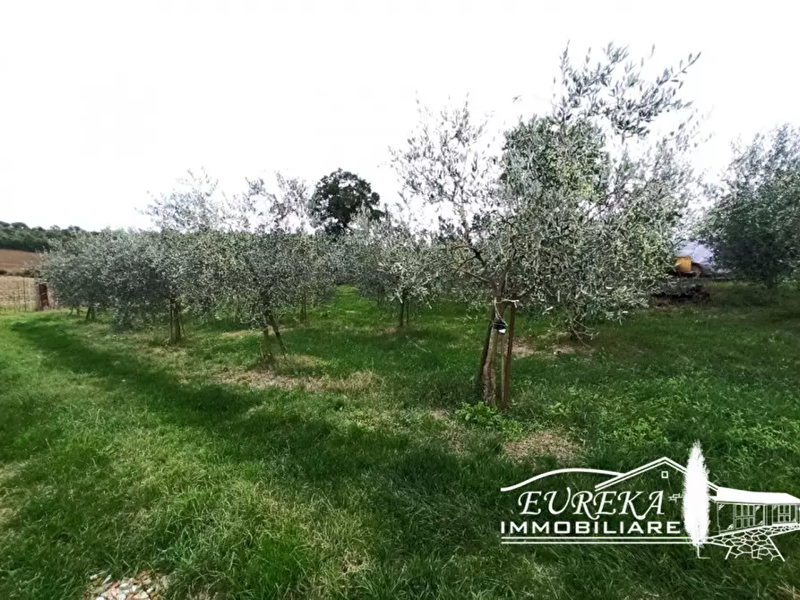 Immagine 7 di Terreno in vendita  a Castiglione Del Lago
