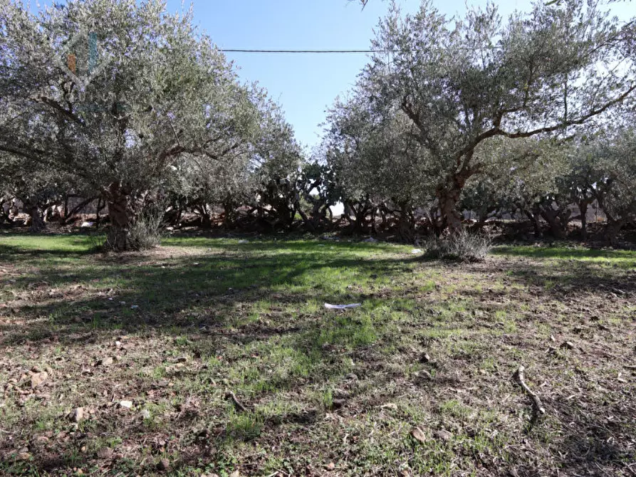 Immagine 17 di Terreno in vendita  in c.da Costa snc a Palagonia