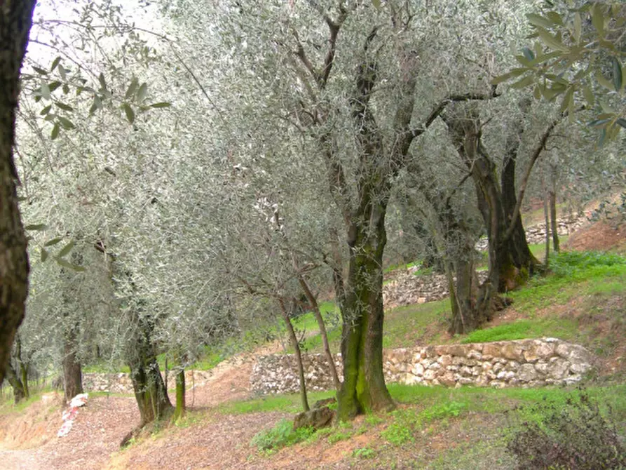 Immagine 9 di Agriturismo in vendita  in Via Commenda a Villaga