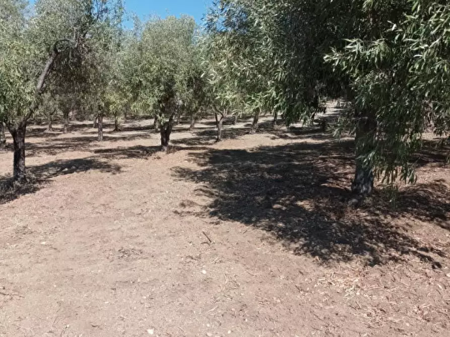 Immagine 2 di Terreno in vendita  a Riace