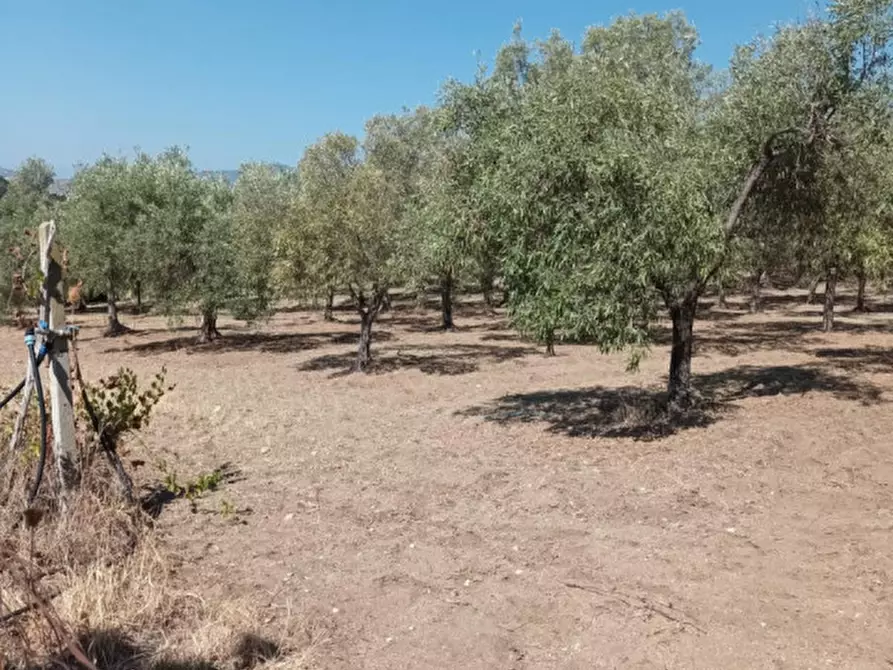 Immagine 3 di Terreno in vendita  a Riace