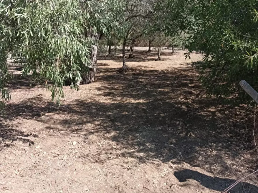 Immagine 4 di Terreno in vendita  a Riace