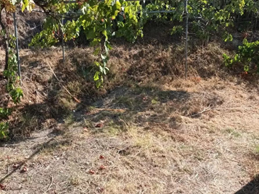 Immagine 5 di Terreno in vendita  a Riace