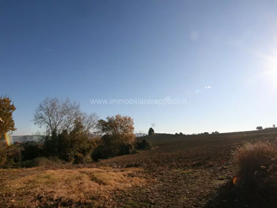 Immagine 6 di Rustico / casale in vendita  a Asciano