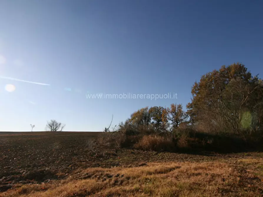 Immagine 7 di Rustico / casale in vendita  a Asciano