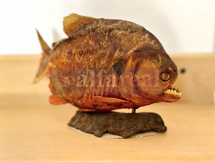 Immagine 22 di Casa quadrifamiliare in vendita  a Castiglione Della Pescaia