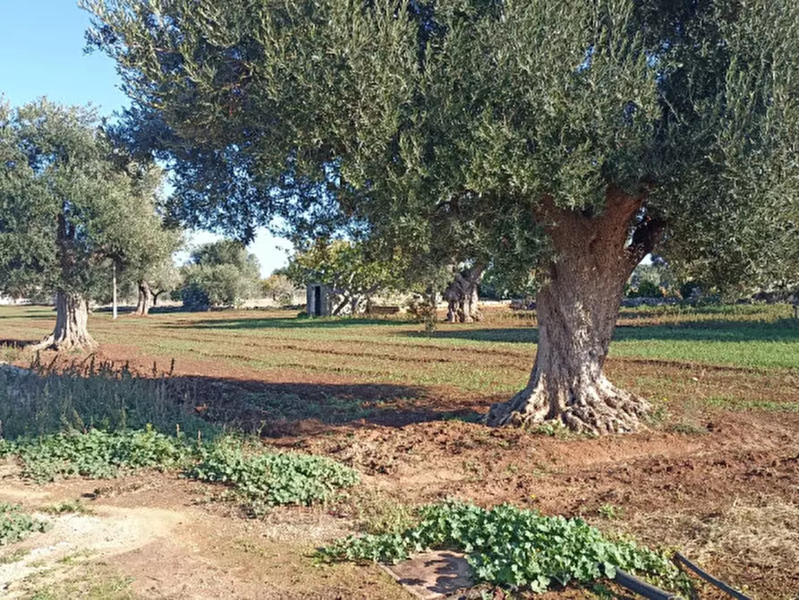 Immagine 2 di Terreno in vendita  in Lamascopone a Fasano