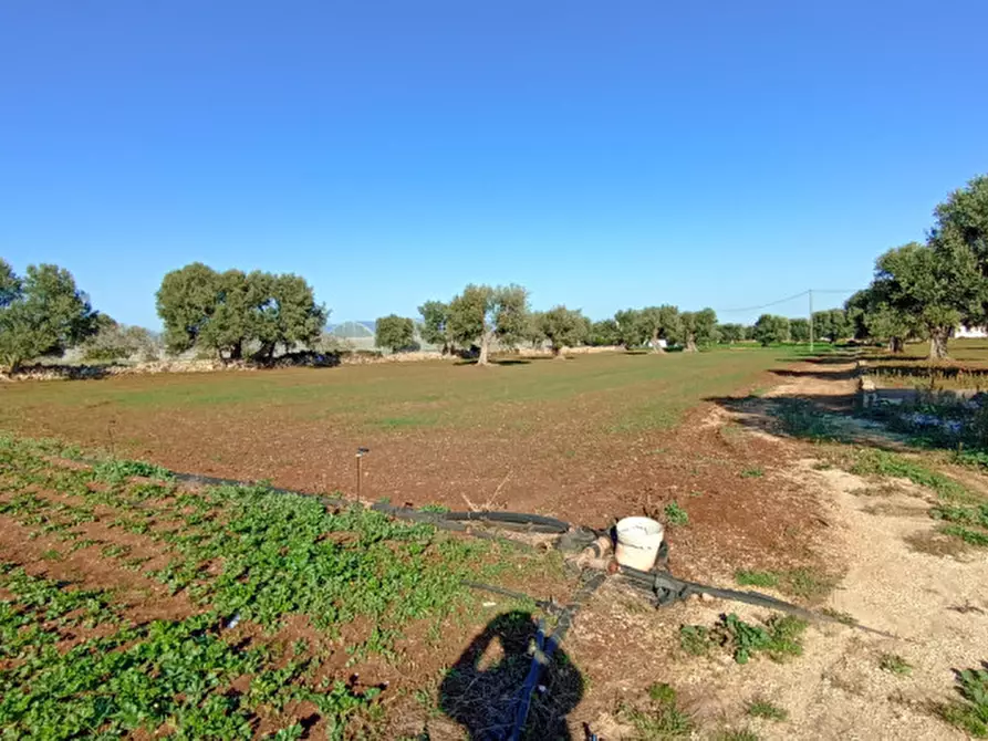 Immagine 3 di Terreno in vendita  in Lamascopone a Fasano