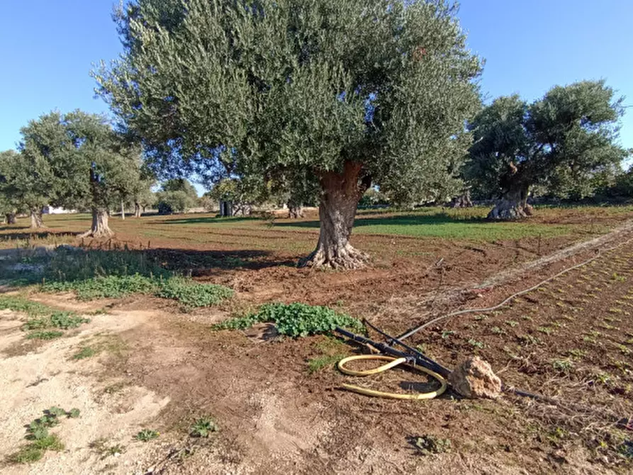 Immagine 4 di Terreno in vendita  in Lamascopone a Fasano
