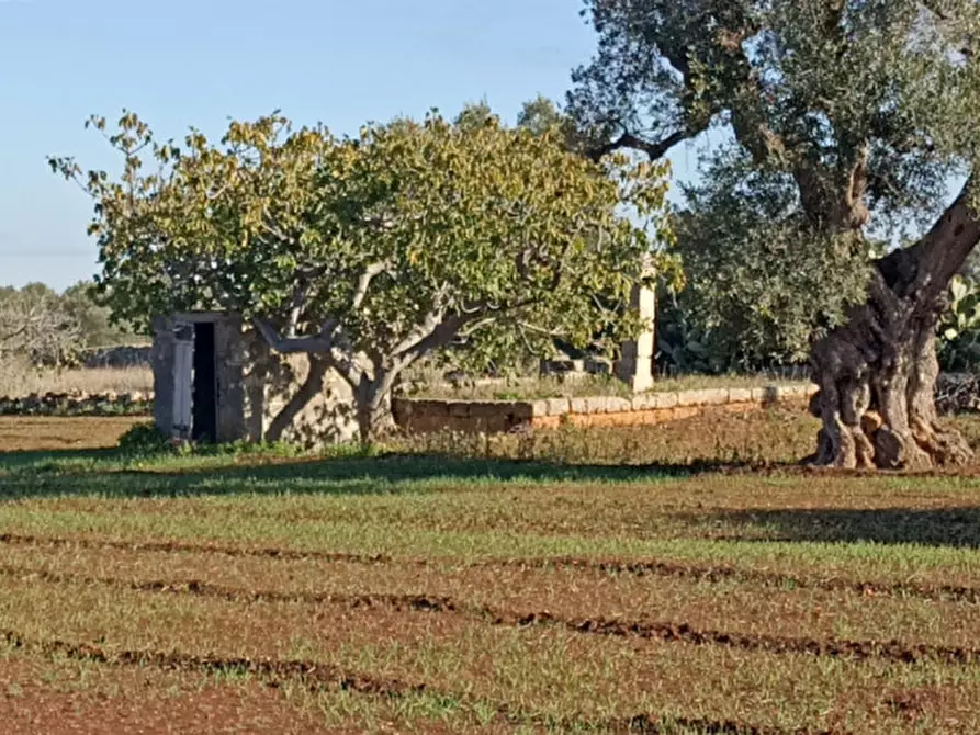 Immagine 5 di Terreno in vendita  in Lamascopone a Fasano