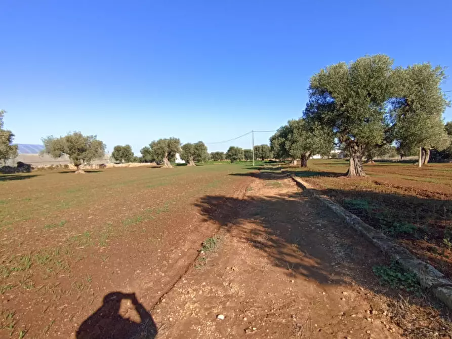 Immagine 6 di Terreno in vendita  in Lamascopone a Fasano