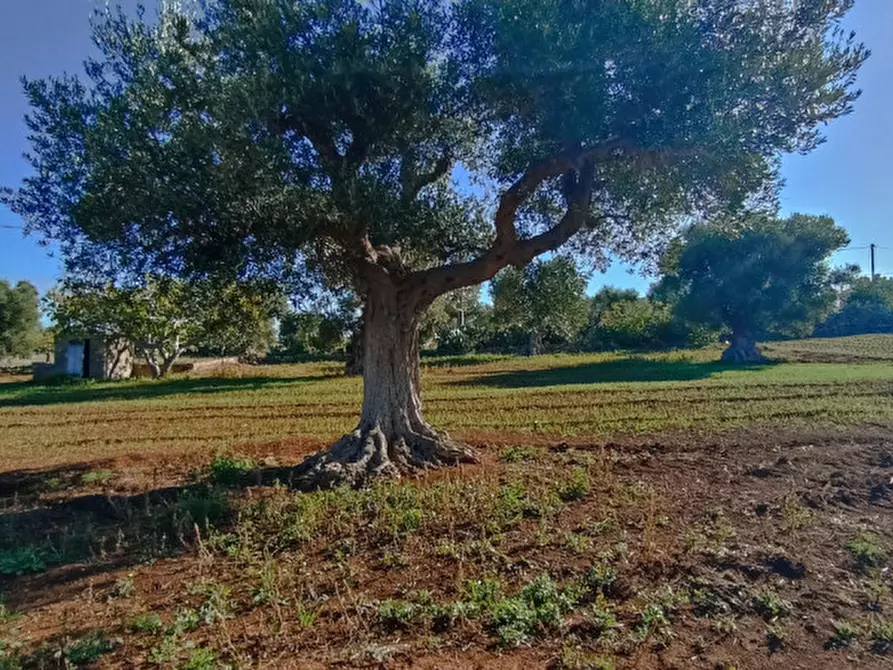 Immagine 7 di Terreno in vendita  in Lamascopone a Fasano