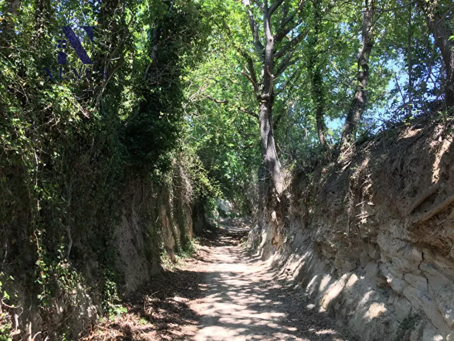 Immagine 3 di Terreno in vendita  a San Costanzo