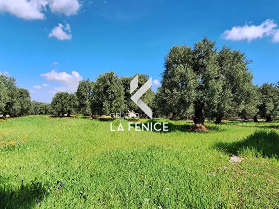 Immagine 3 di Rustico / casale in vendita  in C.da Gravinella a Fasano
