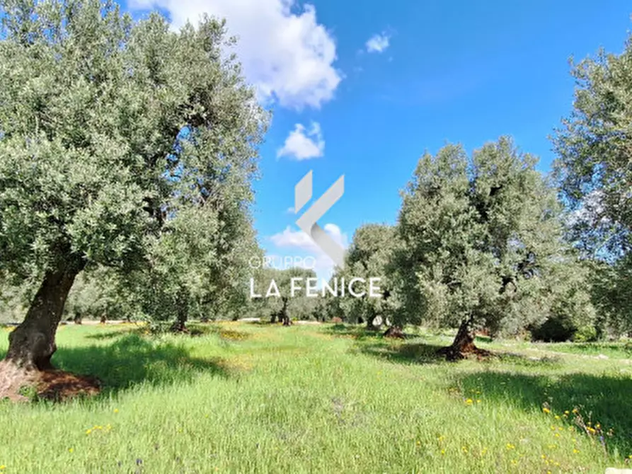 Immagine 4 di Rustico / casale in vendita  in C.da Gravinella a Fasano