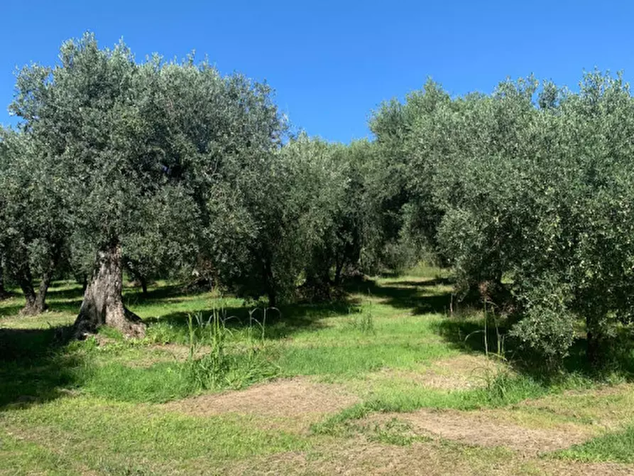 Immagine 6 di Terreno in vendita  in LOC.TA CROVAGNANO a Moricone
